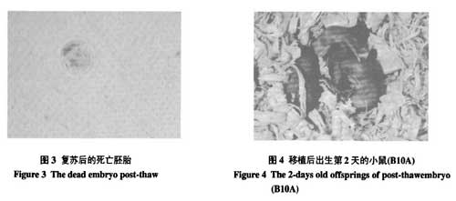 液氮運輸罐短期儲(chu) 存胚胎的可行性研究的結果